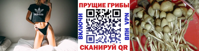 сайты даркнета как зайти  купить  цена  Звенигород  Псилоцибиновые грибы GOLDEN TEACHER 
